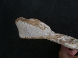 Tethysaurus mit Fisch im Maul