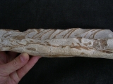 Tethysaurus mit Fisch im Maul