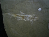 Elonichthys, Fischfosil aus dem Deutschen Perm