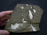 Z -Elonichthys Fische aus dem Deutschen Perm