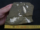 Z -Elonichthys Fische aus dem Deutschen Perm