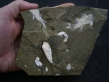 Z -Elonichthys Fische aus dem Deutschen Perm