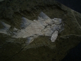 Z -Elonichthys Fische aus dem Deutschen Perm
