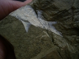 Z -Elonichthys Fische aus dem Deutschen Perm