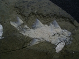 Z -Elonichthys Fische aus dem Deutschen Perm