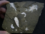 Z -Elonichthys Fische aus dem Deutschen Perm