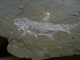 Elonichthys, Fischfosil aus dem Deutschen Perm