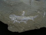 Elonichthys, Fischfosil aus dem Deutschen Perm