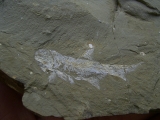 Elonichthys, Fischfosil aus dem Deutschen Perm