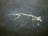 Apateon skeleton