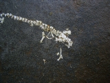 Apateon skeleton