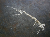 Apateon skeleton