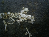 Apateon skeleton