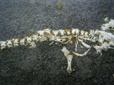 Apateon skeleton