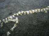 Apateon skeleton