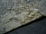 Pterodayctylus Baby  - Seltenes Flugsaurier-Fossil