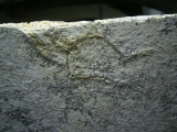 Pterodayctylus Baby  - Seltenes Flugsaurier-Fossil