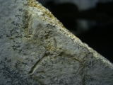 Pterodayctylus Baby  - Seltenes Flugsaurier-Fossil