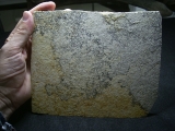 Pterodayctylus Baby  - Seltenes Flugsaurier-Fossil