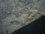 Pterodayctylus Baby  - Seltenes Flugsaurier-Fossil