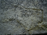 Pterodayctylus Baby  - Seltenes Flugsaurier-Fossil