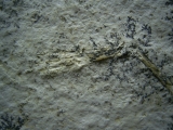Pterodayctylus Baby  - Seltenes Flugsaurier-Fossil
