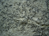 Pterodayctylus Baby  - Seltenes Flugsaurier-Fossil