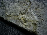 Pterodayctylus Baby  - Seltenes Flugsaurier-Fossil
