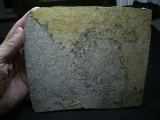 Pterodayctylus Baby  - Seltenes Flugsaurier-Fossil