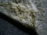 Pterodayctylus Baby  - Seltenes Flugsaurier-Fossil