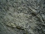 Pterodayctylus Baby  - Seltenes Flugsaurier-Fossil