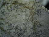Pterodayctylus Baby  - Seltenes Flugsaurier-Fossil