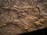 Pterodayctylus Baby  - Seltenes Flugsaurier-Fossil