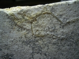 Pterodayctylus Baby, Seltenes Flugsaurier-Fossil