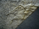 Pterodayctylus Baby, Seltenes Flugsaurier-Fossil