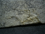 Pterodayctylus Baby, Seltenes Flugsaurier-Fossil