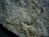 Pterodayctylus Baby, Seltenes Flugsaurier-Fossil