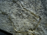 Pterodayctylus Baby, Seltenes Flugsaurier-Fossil