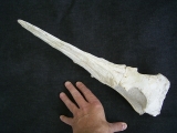 Vogel-Schaedel Odontopteryx gigas
