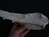 Vogel-Schaedel Odontopteryx gigas