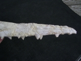 Vogel-Schaedel Odontopteryx gigas