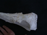 Vogel-Schaedel Odontopteryx gigas