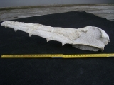 Vogel-Schaedel Odontopteryx gigas