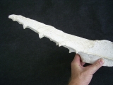 Vogel-Schaedel Odontopteryx gigas