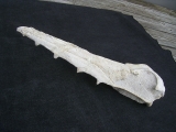 Vogel-Schaedel Odontopteryx gigas
