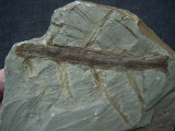 Annularia tolles Pflanzenfossil aus Bad Sobernheim