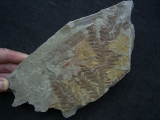 Rachiphyllium schenkii fromfamous location for Permian plant-fossils