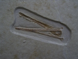 Flugsaurier Schaedel aus Solnhofen