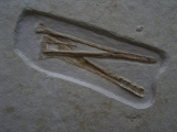 Flugsaurier Schaedel aus Solnhofen