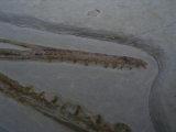 Flugsaurier Schaedel aus Solnhofen